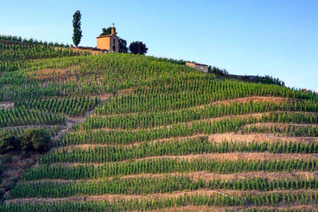 Pres Des Vignes Daire Crozes-Hermitage Dış mekan fotoğraf